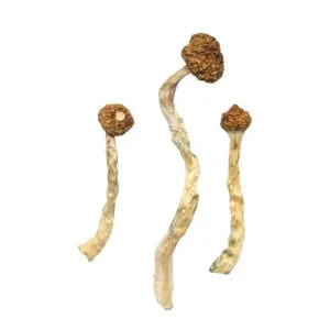 Hongos del Volcán Arenal