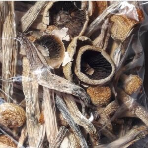 Hongos que provocan envidia del pene | Hongos