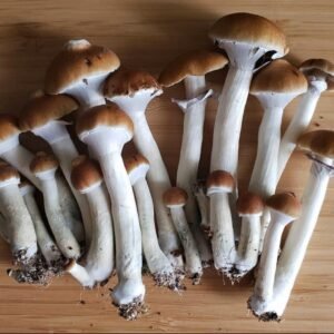 Psilocybe cubensis