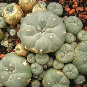 Cactus de mescalina en venta